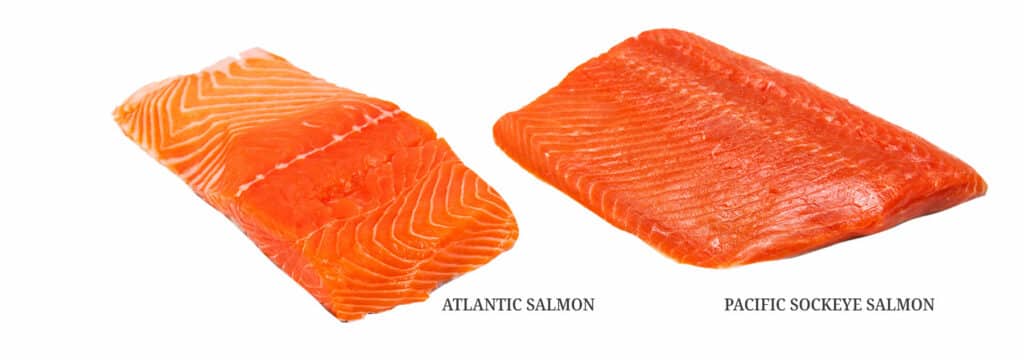 Atlantic Salmon vs Pacific: Understanding the Differences in Flavor and Texture