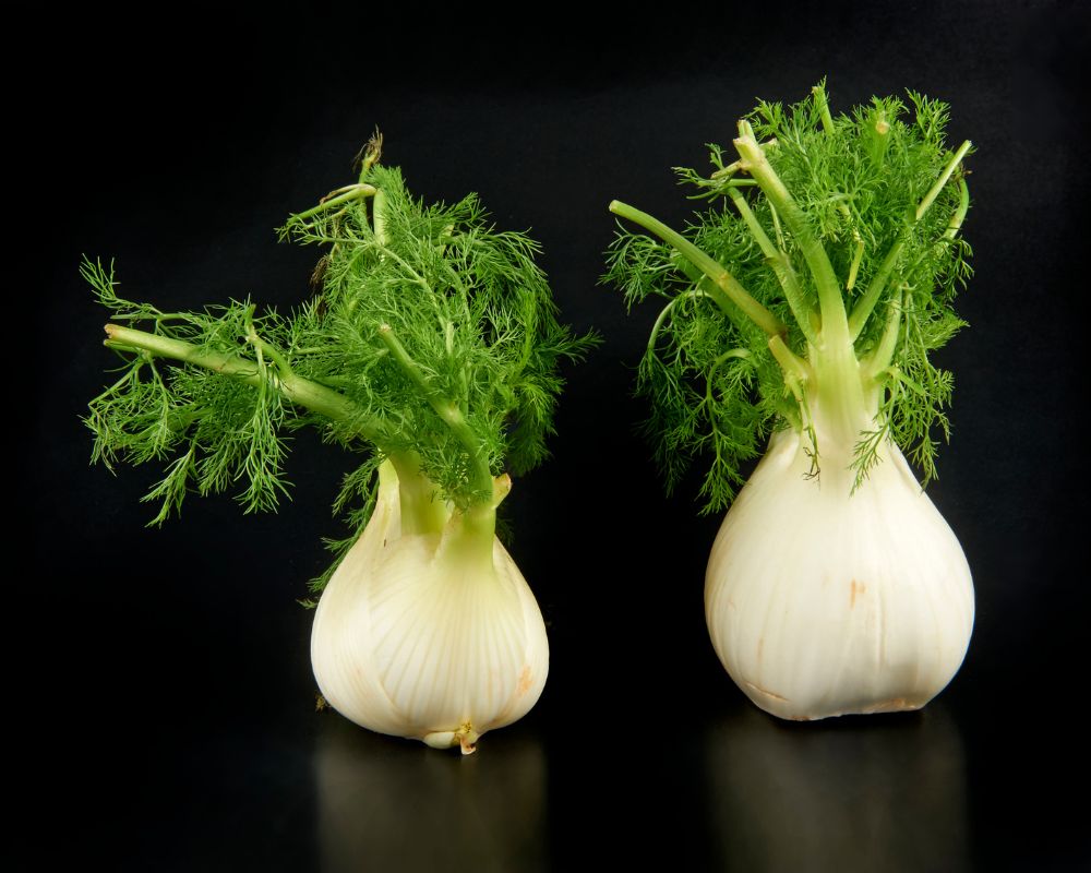 Fennel vs Caraway: Anise-Flavored Showdown