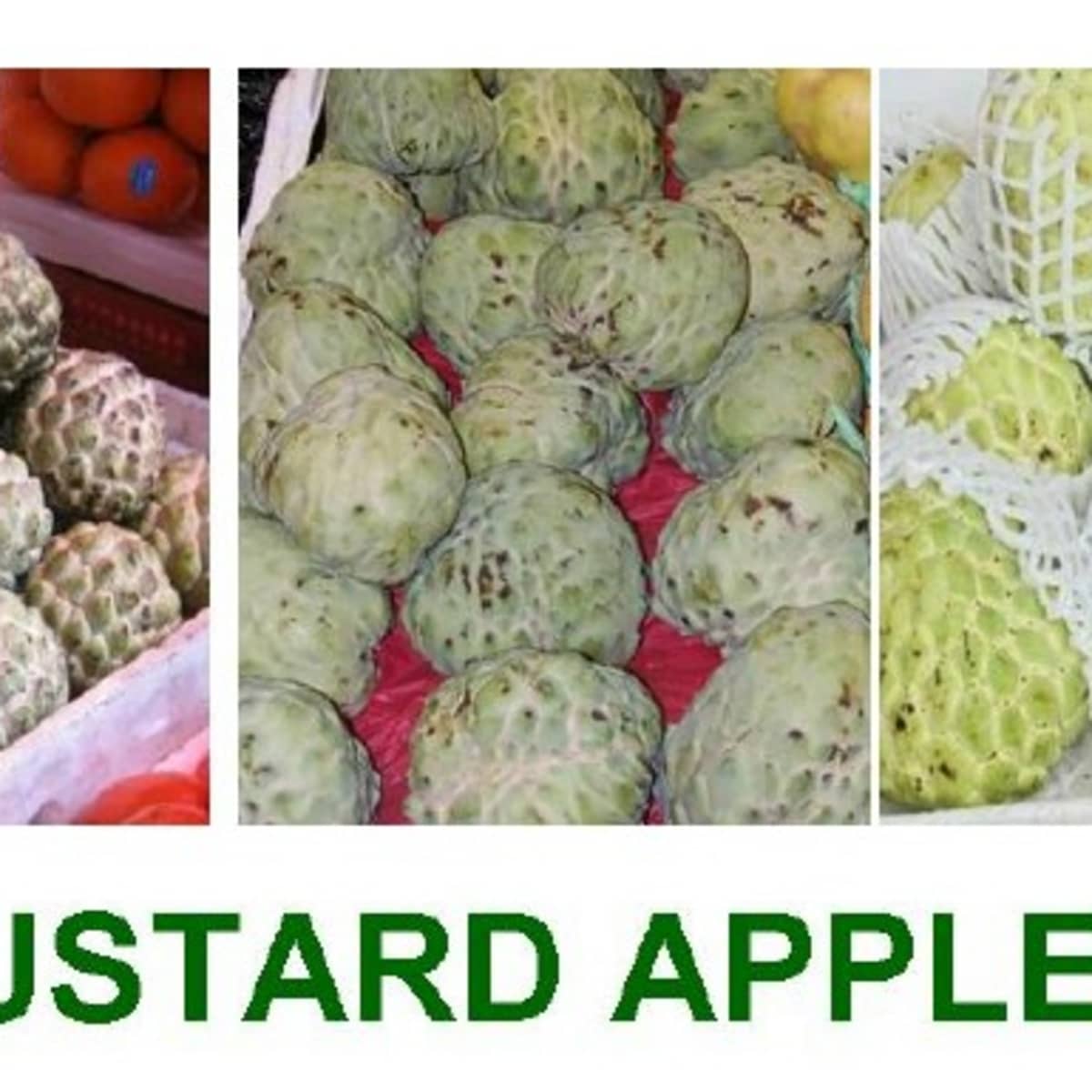 Soursop vs Custard Apple: Exploring Tropical Fruit Varieties